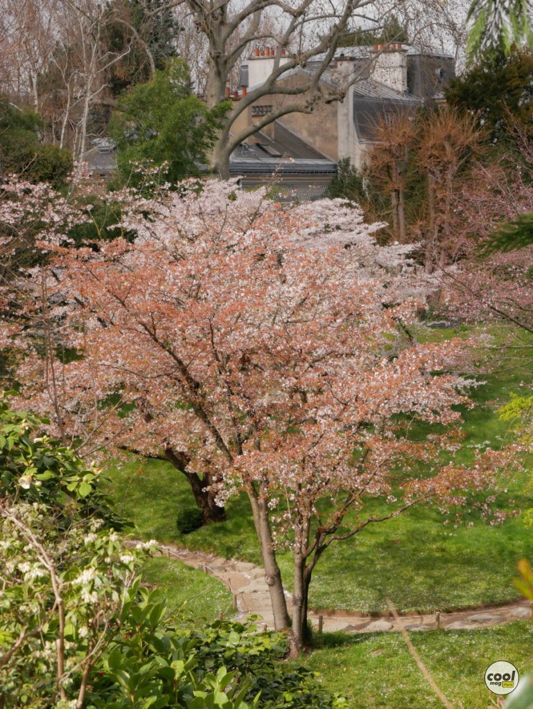 Cerisiers en fleurs Paris Île-de-France