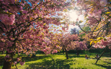 Cerisiers-en-fleurs-Paris-Île-de-France