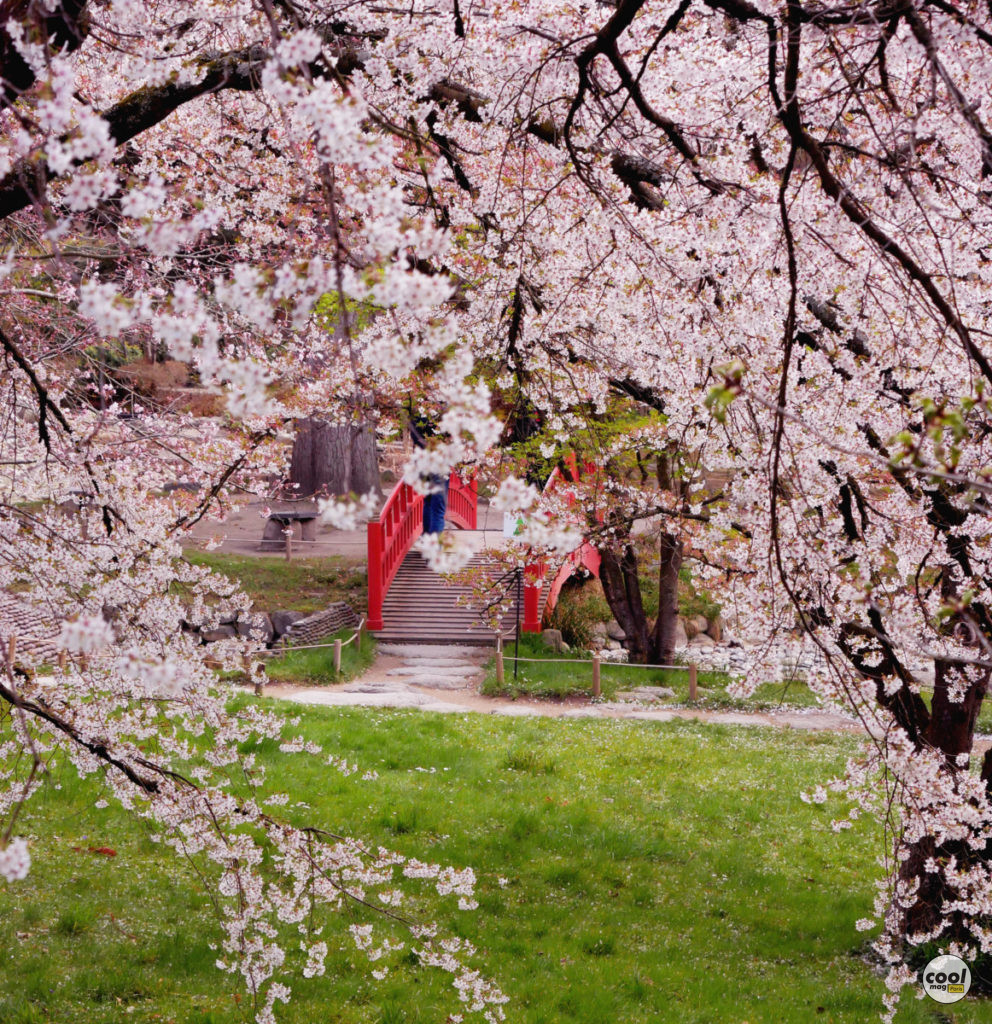 Cerisiers en fleurs Paris Île-de-France2