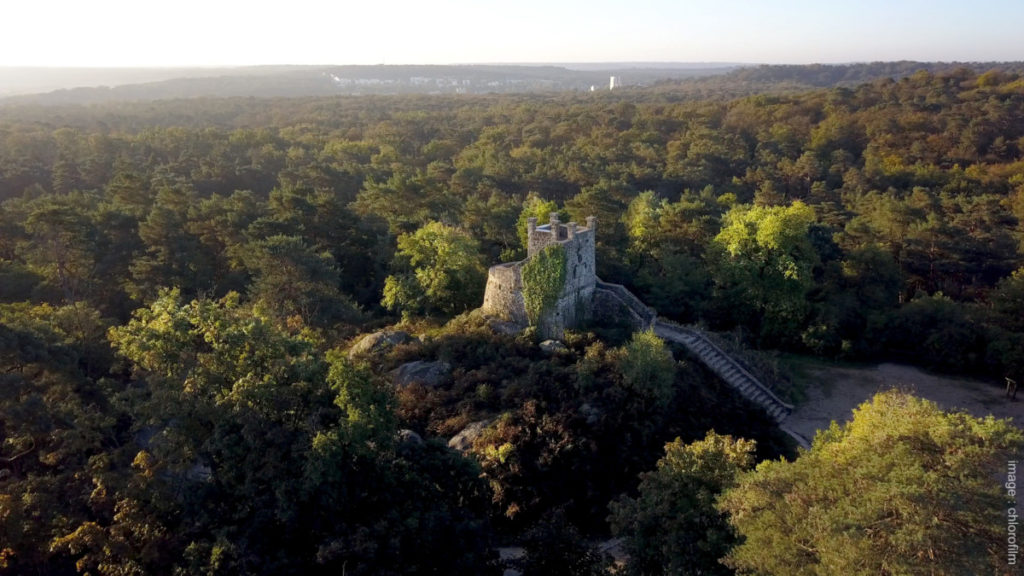 visites guidées forêt Fontainebleau