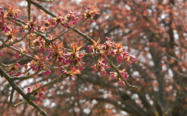 cerisiers-en-fleurs-paris